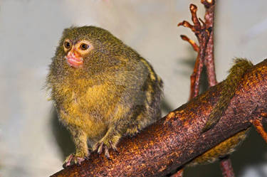 Pygmy Marmoset