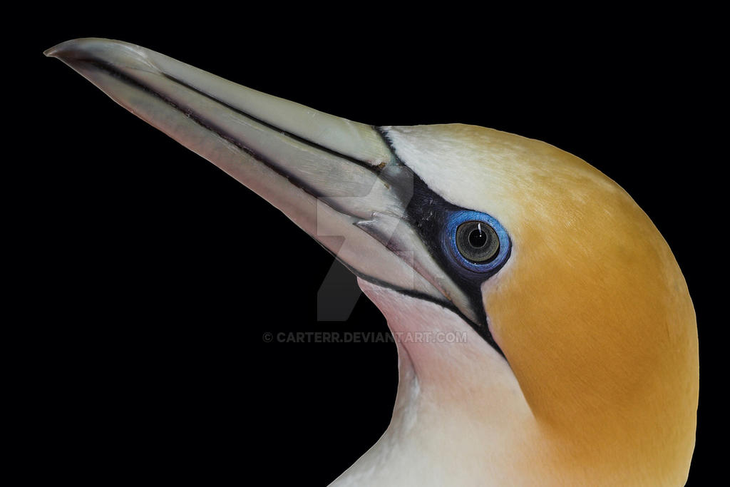 New Zealand Gannet