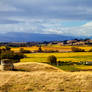 Autumn Vineyards