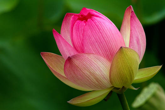 Lotus Flower III