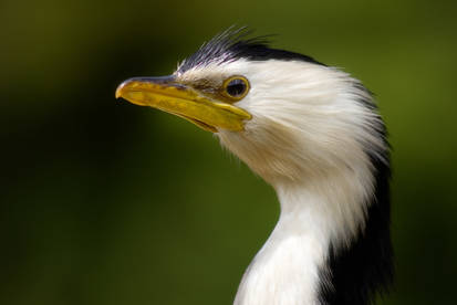 Little Shag