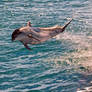 Flying Dolphin