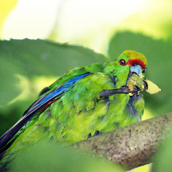 New Zealand Kakariki