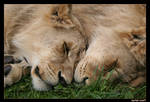 Lion Cubs 2 by carterr