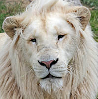 White Lion