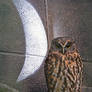 The Owl and the Moon