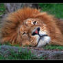 Laid Back Lion