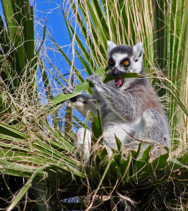 Ring Tailed Lemur I