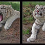 Expressions of a Tiger Cub