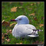 Resting Gull