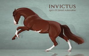 ELITE AUCTION: Invictus | CLOSED