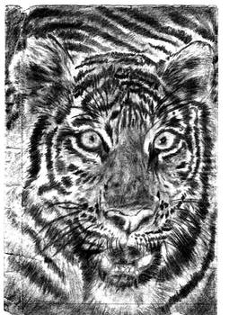 tiger