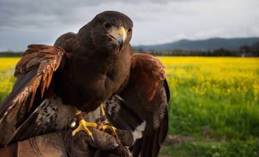 Harris Hawk