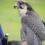 Lanner Falcon