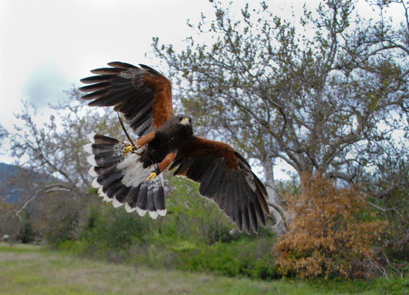 Flying Harris hawk