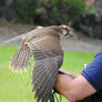 Stock saker hybrid falcon