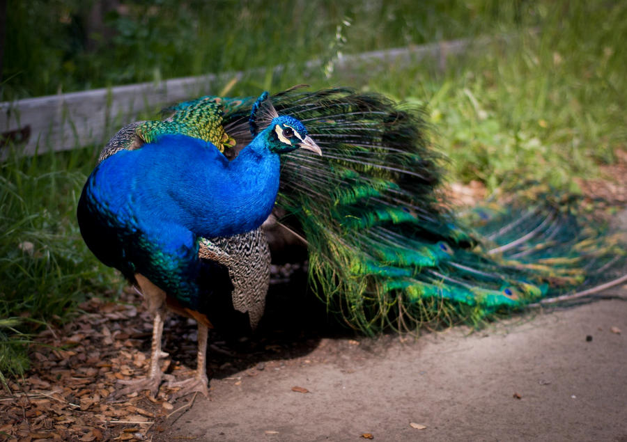 peacock II