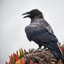 Coastal Raven