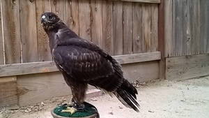 dark phase red tail female