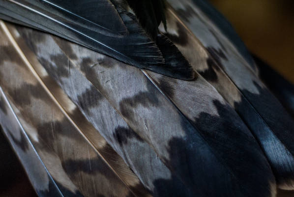 African hawk eagle tail