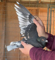 Toy frill stencil pigeon 