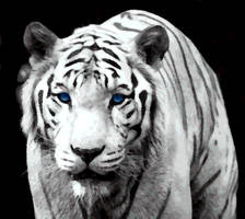 White Tiger