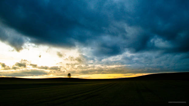 Tree, Mering, Germany