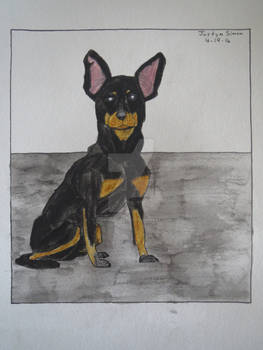 Miniature Pinscher Dog sitting