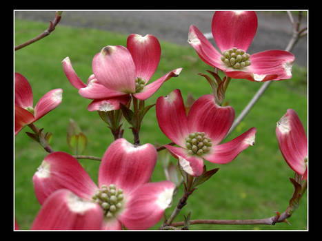 Dogwood