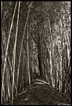 Bamboo Forest