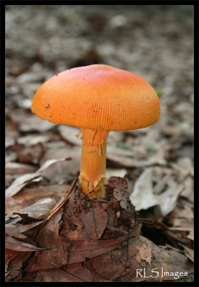 Mushroom