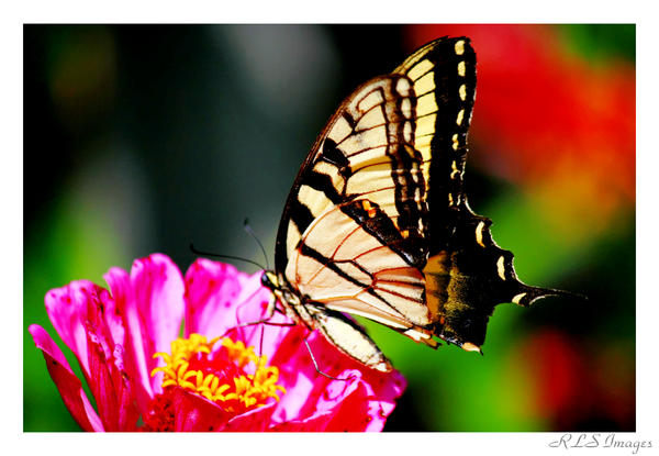 Butterfly in the Sun 2