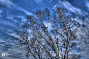 Tree Top HDR