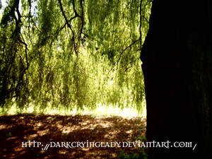 My willow in england