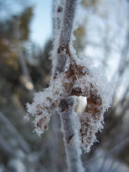 Dead leaves