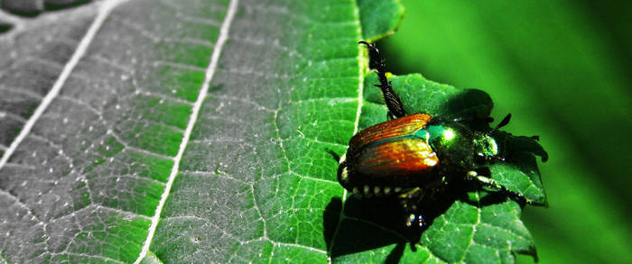 BeetleBug