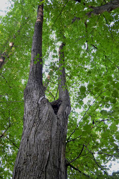 Czech Tree