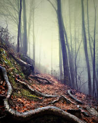 Foggy Path Roots