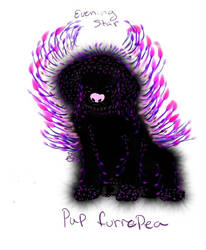 Adoptable pup furrepea 'Evening Star'