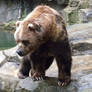 Kodiak Bear 1