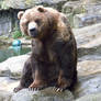 Kodiak Bear 2