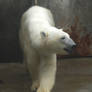 Polar Bear 1