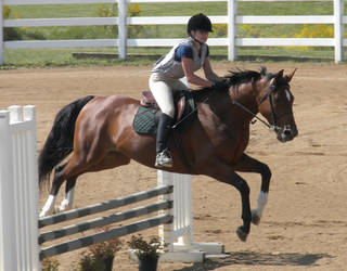 Horse Show 12