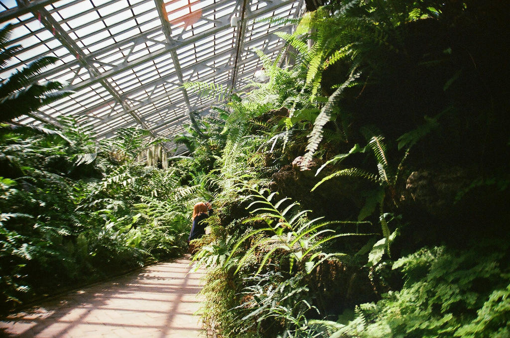 the fern room, part 2
