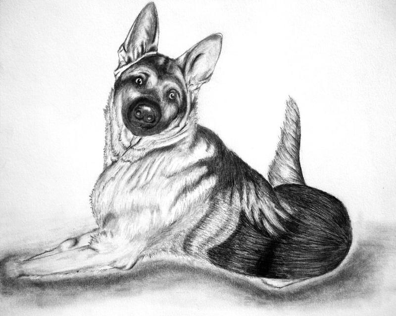 German Shepard Watson