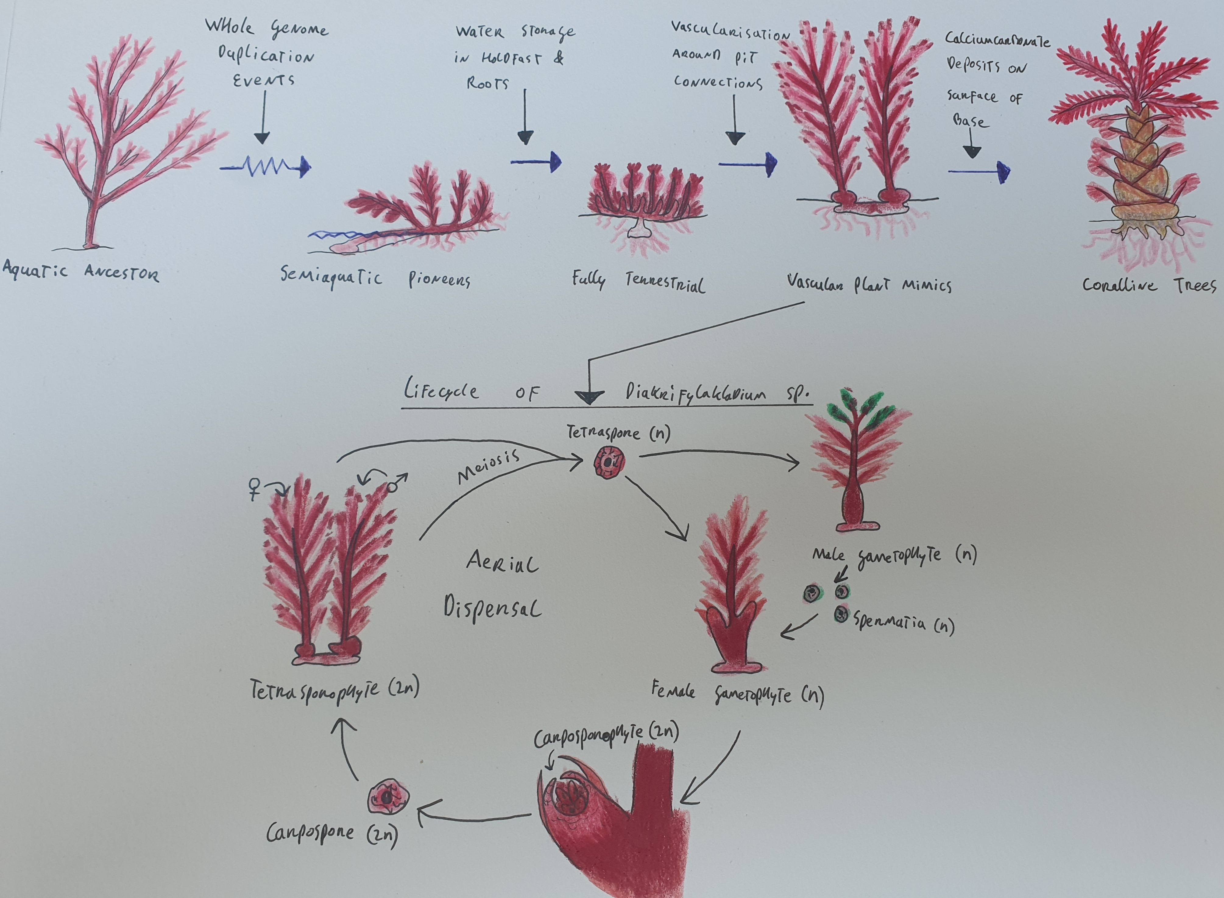 Red Algae Labeled Diagram Morphology Of Gelidium Vagum. (A)