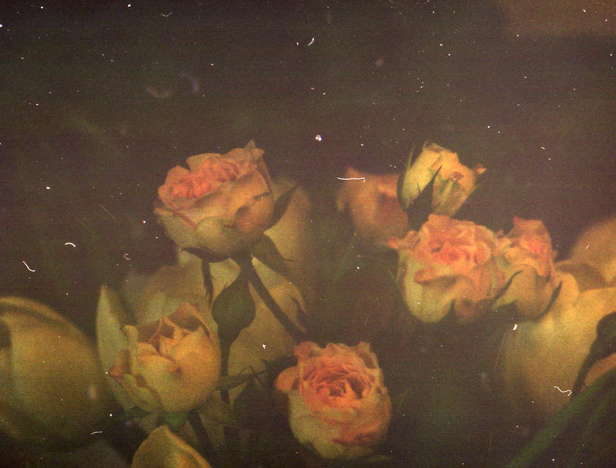 lost in roses by CopyCopy on DeviantArt