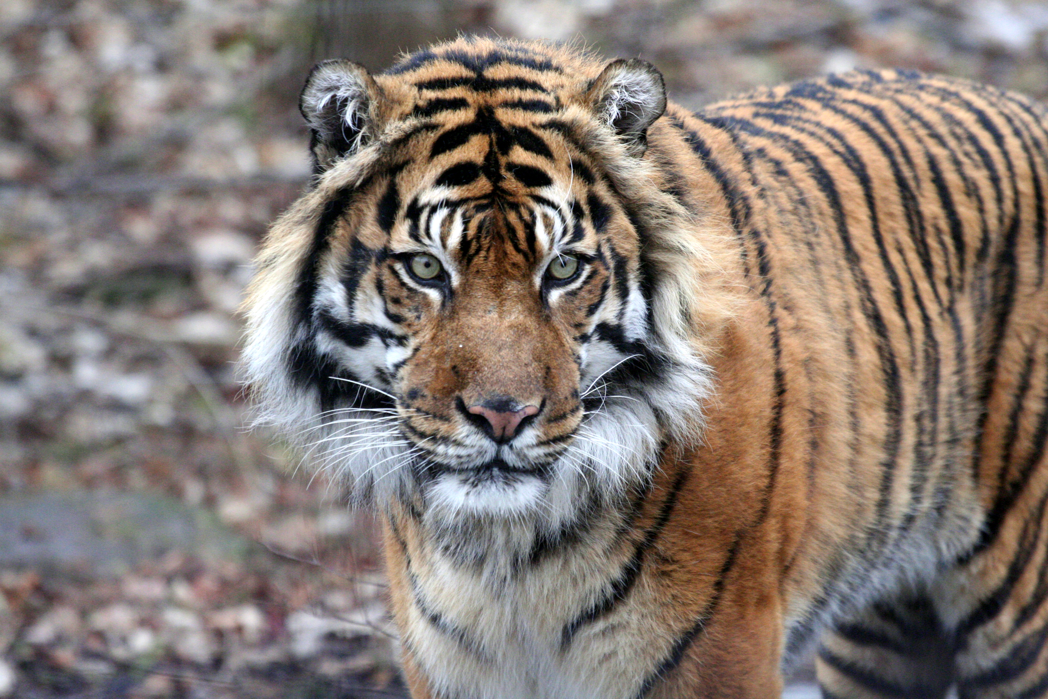 Sumatran Tiger