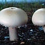 Agaricus arvensismushrooms