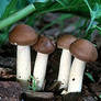 Agrocybe_praecox